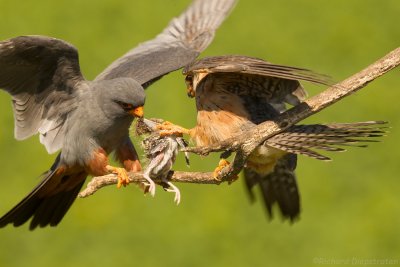 Roodpootvalk - Falco vespertinus - Red-footed Falcon