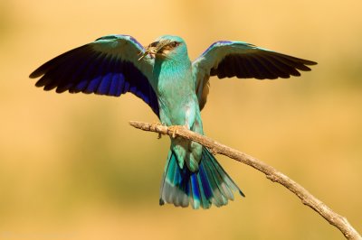 Scharrelaar - Coracias garrulus - Roller