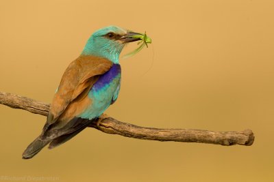 Scharrelaar - Coracias garrulus - Roller