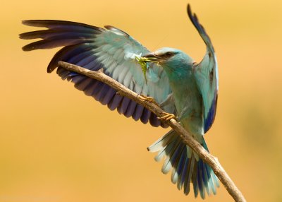 Scharrelaar - Coracias garrulus - Roller