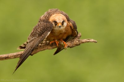 Roodpootvalk - Red-footed Falcon  PART 2