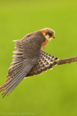 Roodpootvalk - Falco vespertinus - Red-footed Falcon