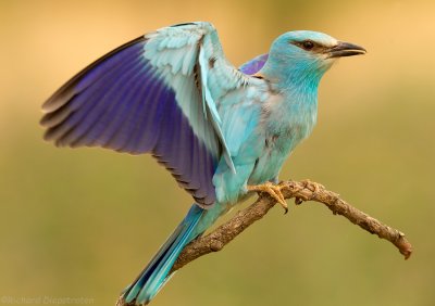 Scharrelaar - Coracias garrulus - Roller