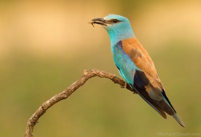 Scharrelaar - Coracias garrulus - Roller