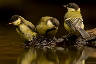 Koolmees - Parus major - Great Tit