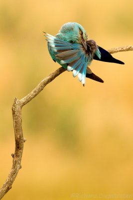 Scharrelaar - Coracias garrulus - Roller