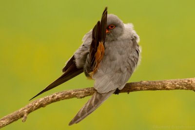Roodpootvalk - Red-footed Falcon PART 3
