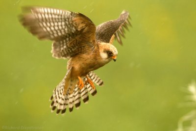 Roodpootvalk - Falco vespertinus - Red-footed Falcon