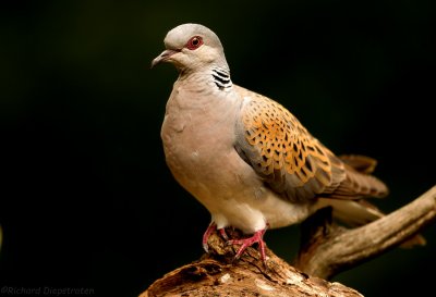 Zomertortel - Streptopelia turtur - European Turtle Dove