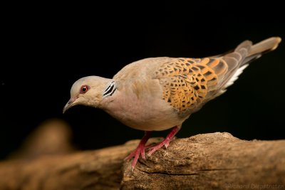 Zomertortel - Streptopelia turtur - European Turtle Dove