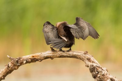 Dwergaalscholver - Microcarbo pygmeus - Pygmy Cormorant