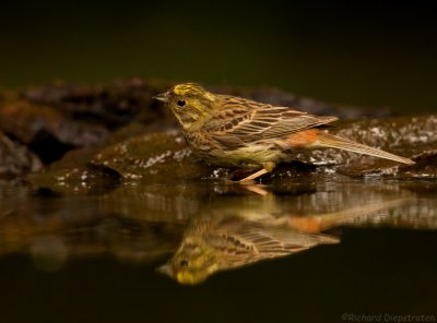 Geelgors - Emberiza citrinella - Yellowhammer