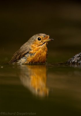 Roodborst - Erithacus rubecula - Robin