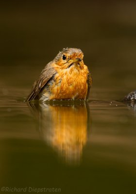 Roodborst - Erithacus rubecula - Robin