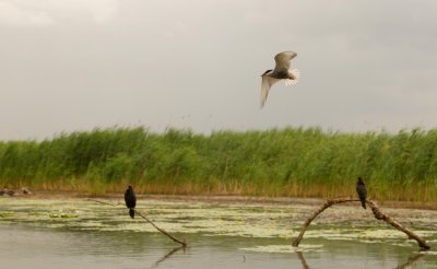 Witwangstern - Chlidonias hybrida - Whiskered Tern