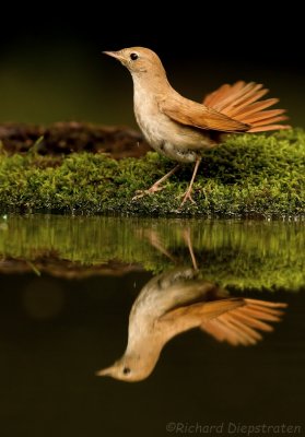 Nachtegaal - Luscinia megarhynchos - Nightingale