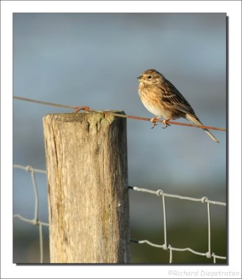 Witkopgors - Emberiza leucocephalos - Pine Bunting