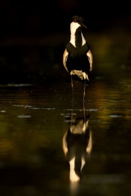 Sporenkievit - Vanellus spinosus - Spur-winged Lapwing