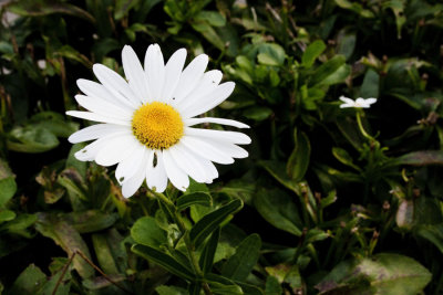 whiteflowerEDITweb.jpg