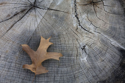 Autumn 