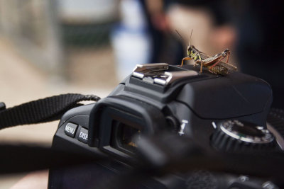 Grasshopper