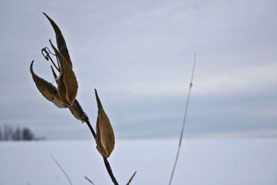 Dead flower WEB.jpg