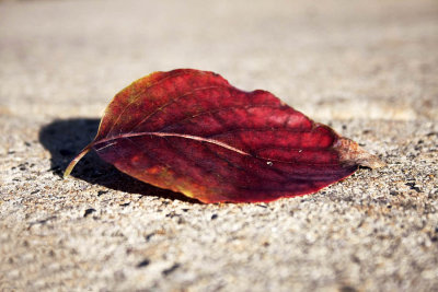 Leaf WEB.jpg