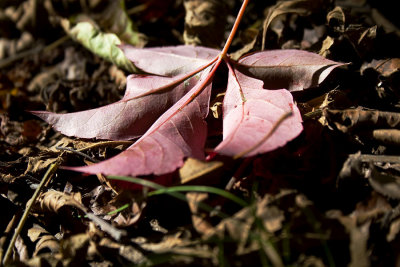 upsidedown leaf WEB.jpg