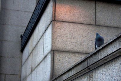 City Dove WEB.jpg