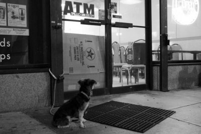 lonely dog WEB.jpg