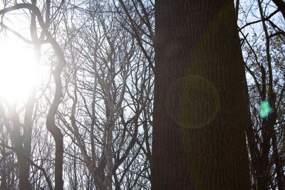 TreeLightWeb.jpg
