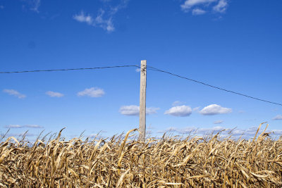 CornStalksWEB.jpg