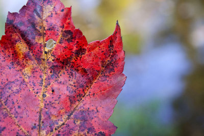 FallLeafWEB.jpg