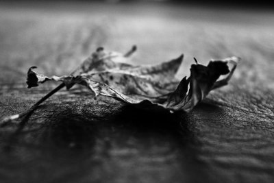 candleandleafgallerynightWEB.jpg