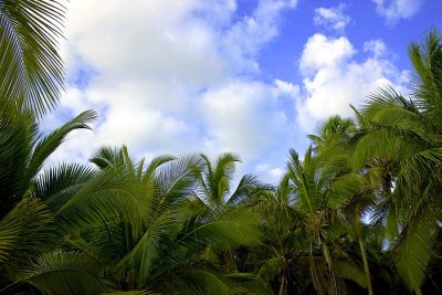 PalmWEB.jpg
