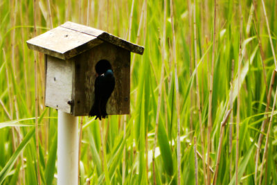Birdy house WEB.jpg