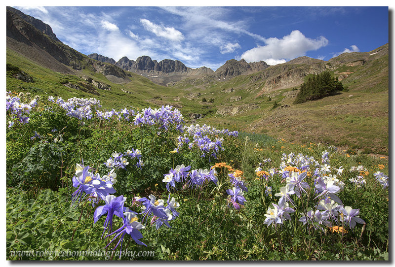 Colorado Wildflower Images - American Basin Columbine 1