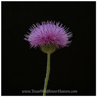 Texas Wildflower Portraits - Purple Thistle
