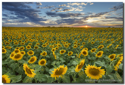 Magical Field of Sunflowers