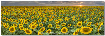 Sunflower Field Panorama - Texas Wildflower Images