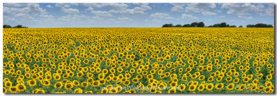 Texas Wildflower Panorama - Sunflower Afternoon