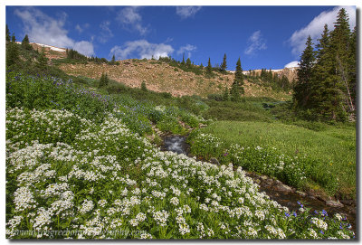 Colorado Wildflowers atop Berthoud Pass 1