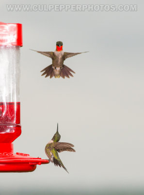 Hummingbirds