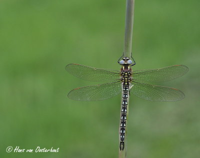 Glassnijder Naardermeer 13 mei 2013