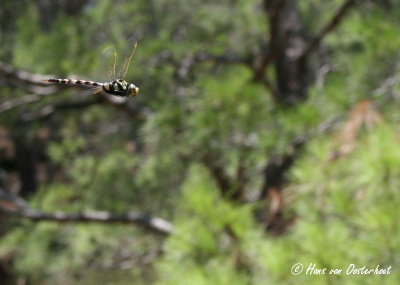 Beekkeizerlibel Mugla 14 juni 2013