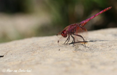 Purperlibel - Trithemis annulata