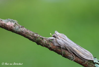 Grauwe Monnik - Cucullia umbratica