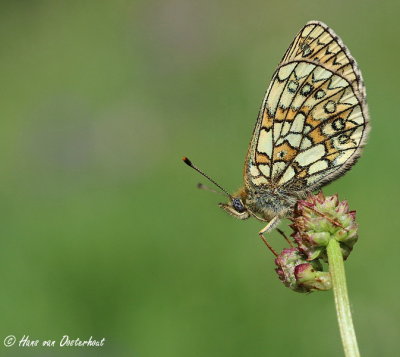 Ringoogparelmoervlinder - Boloria eunomia