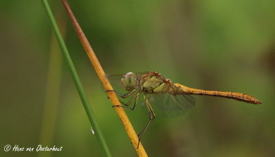 Zuidelijke Heidelibel Laarder Wasmeer 27 juni 2014