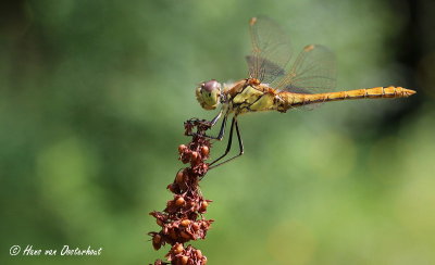 Steenrode Heidelibel Laarder Wasmeer 29 juli 2014